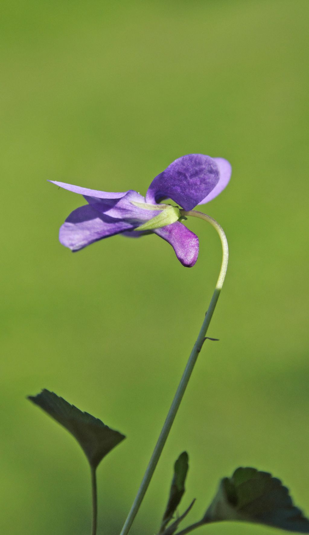 id viola:  Viola cfr. reichenbachiana