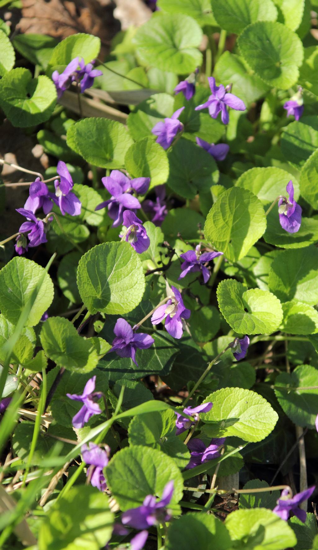 id viola