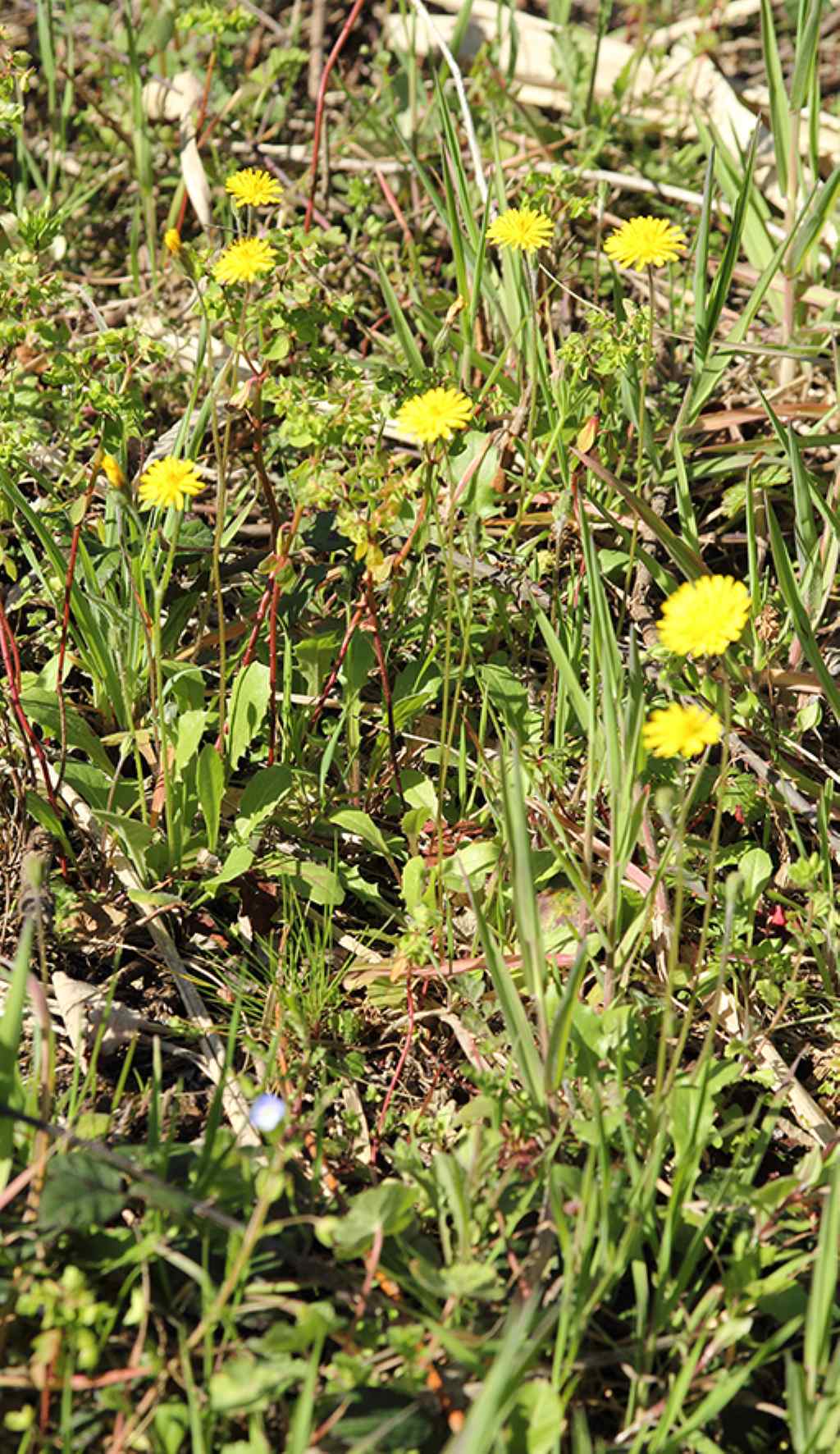 Crepis sancta