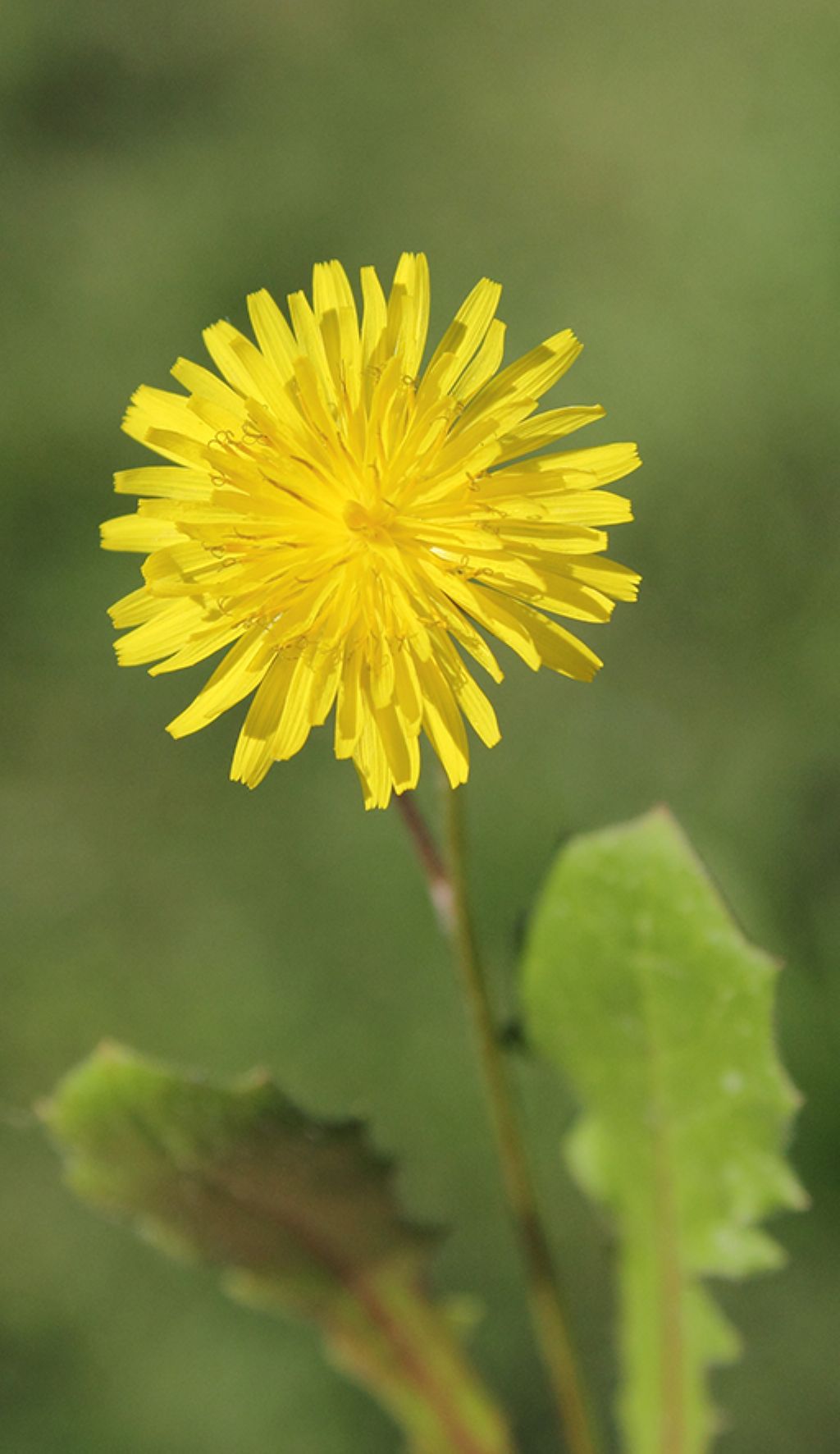 Crepis sancta