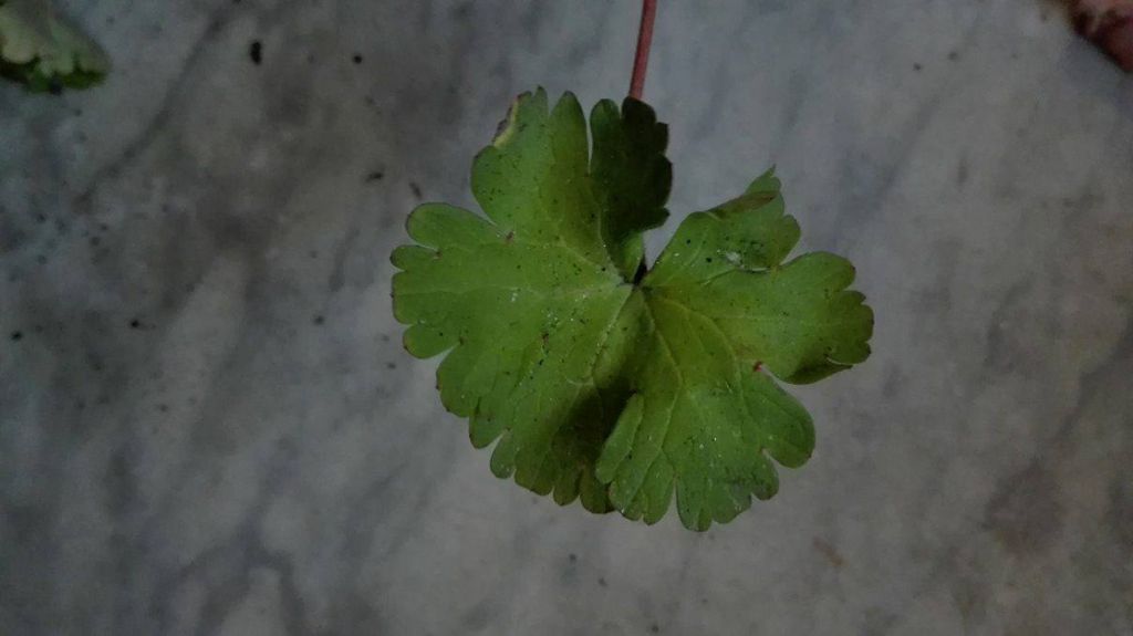 Geranium rotundifolium