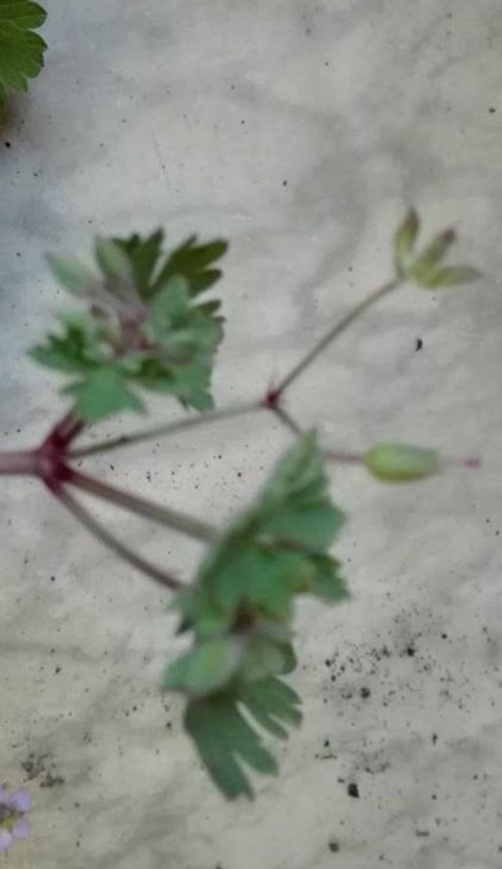 Geranium rotundifolium