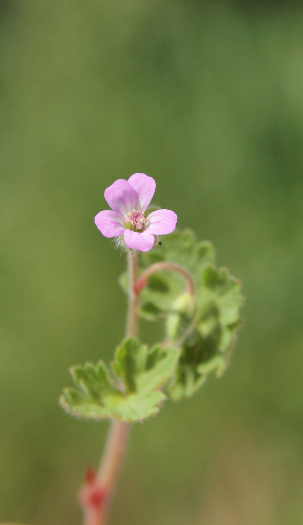 Geranium rotundifolium