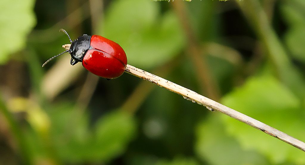 Chrysomelidae: Chrysomela sp.