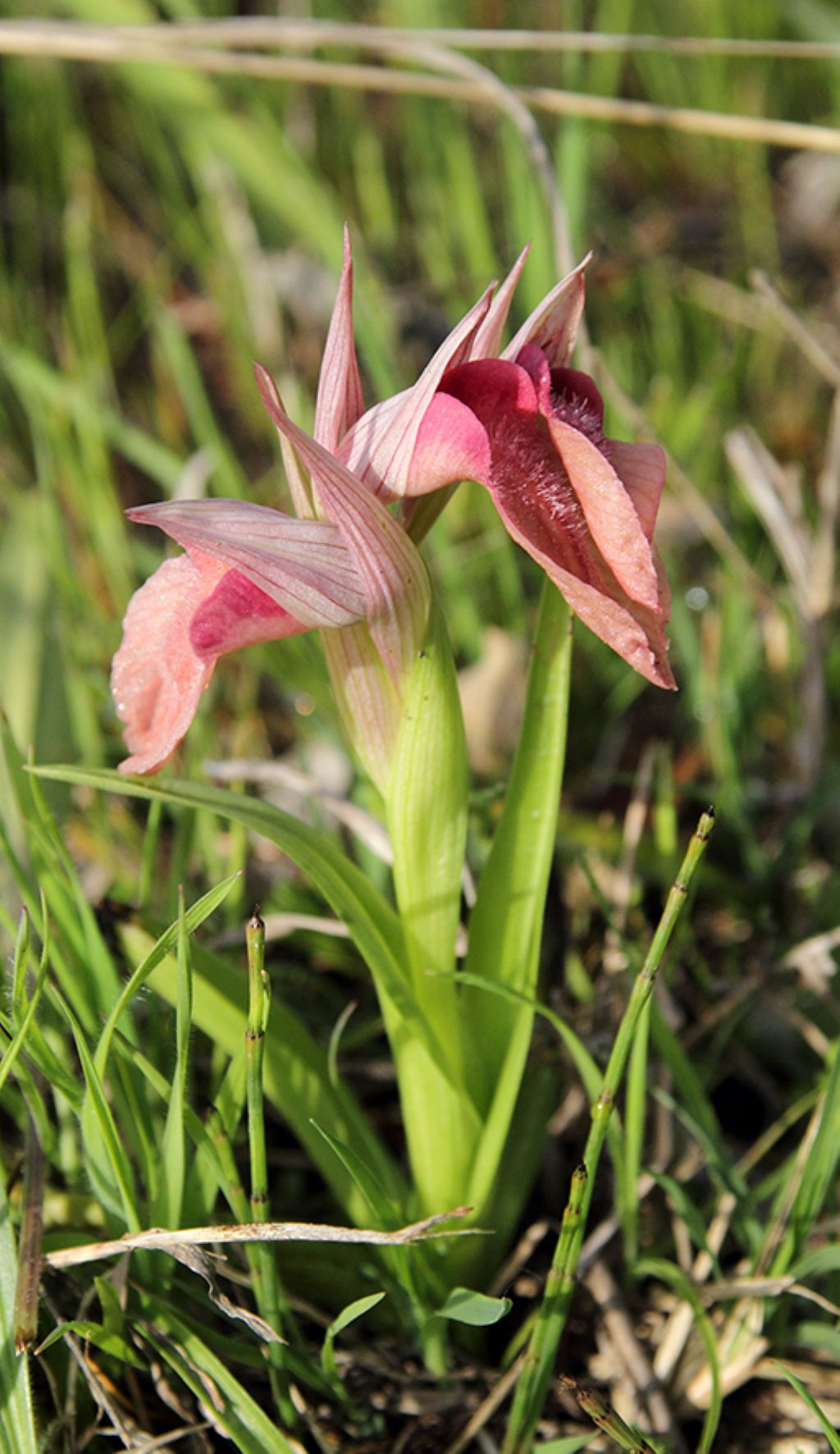 Serapias neglecta