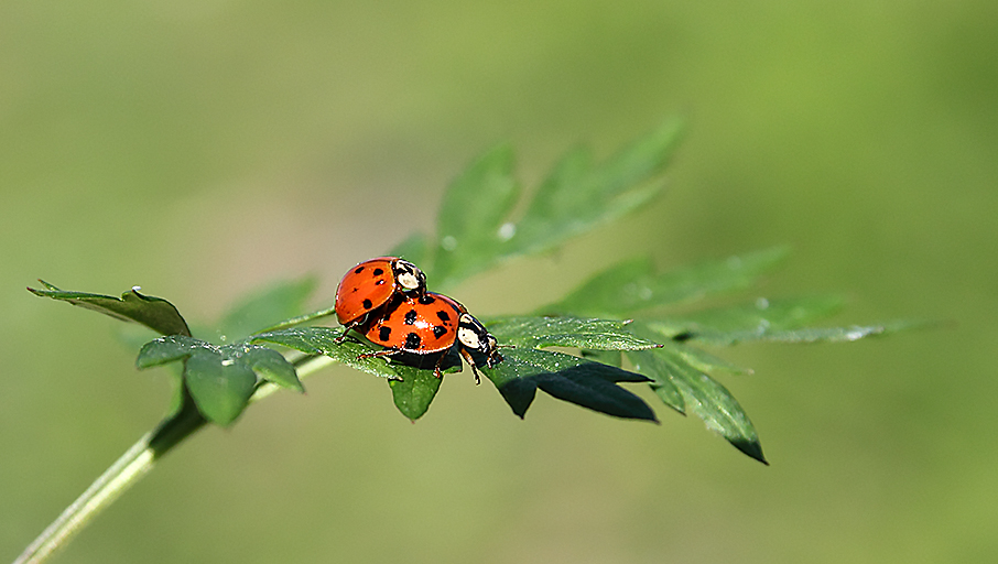 Coccinellidae: Harmonia axyridis