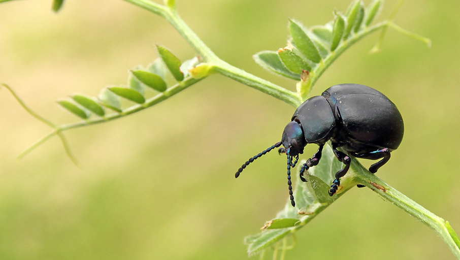 Timarcha nicaeensis, Chrysomelidae