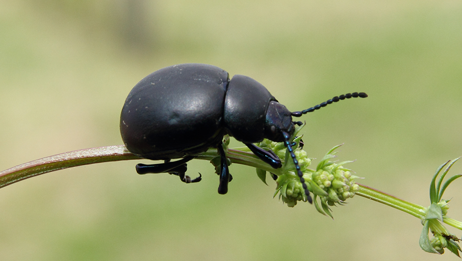 Timarcha nicaeensis, Chrysomelidae