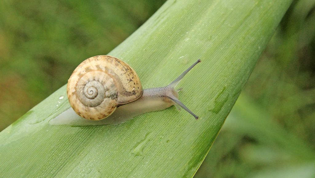 identificazione