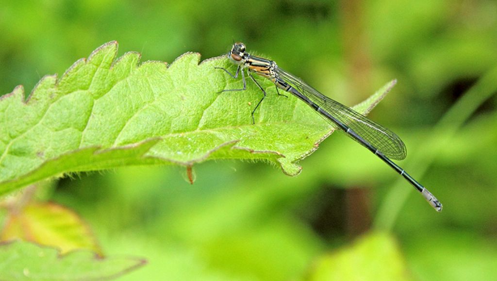 Coenagrion puella, maschio immaturo