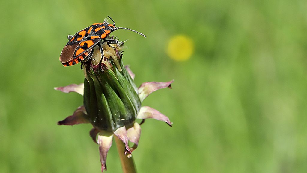 Lygaeidae: Spilostethus saxatilis