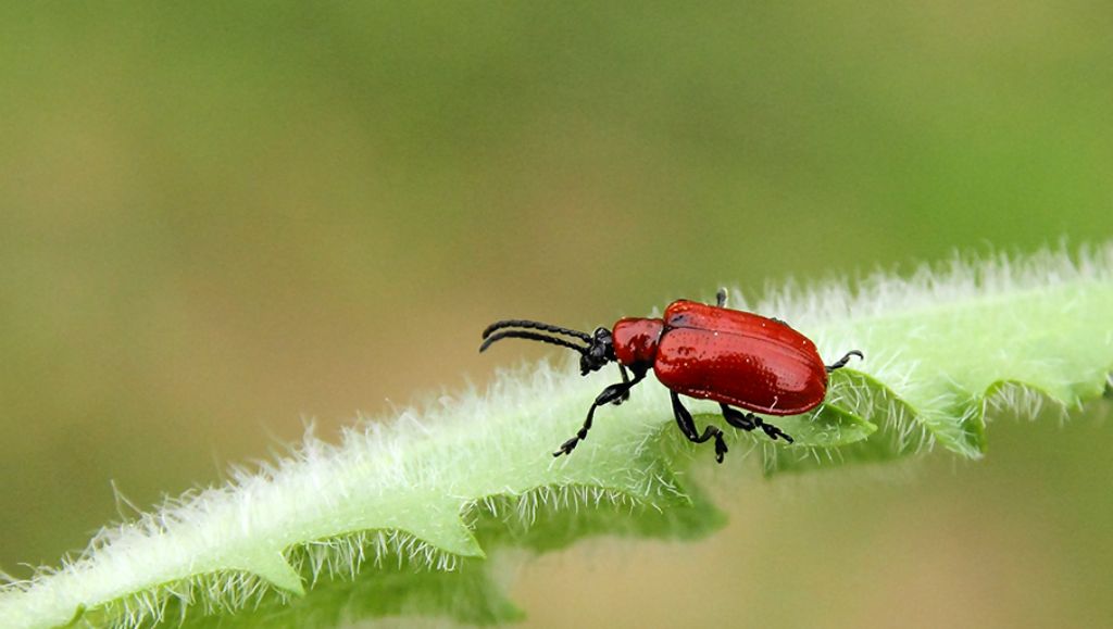 Lilioceris lilii, Chrysomelidae