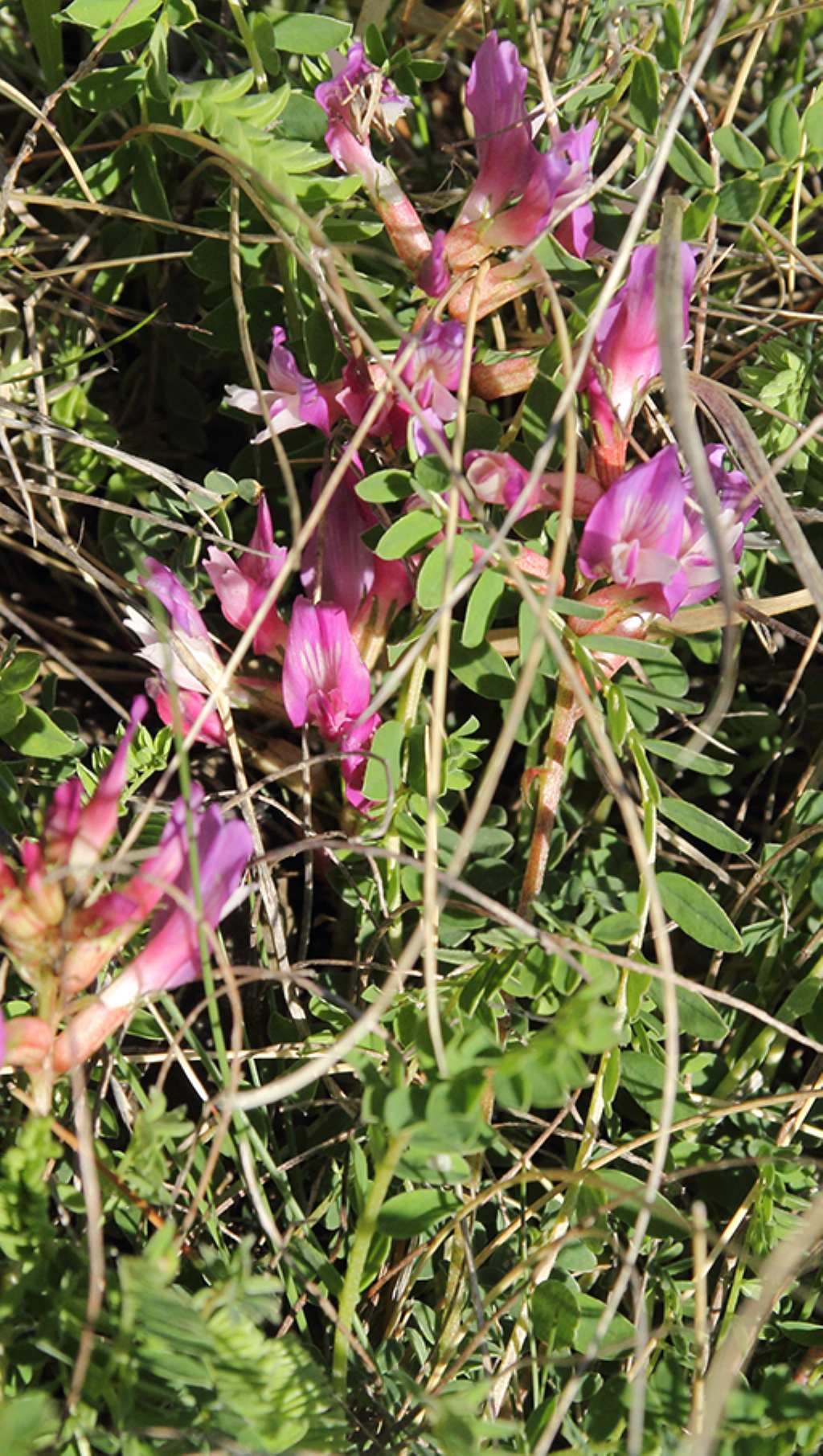 Astragalus monspessulanus