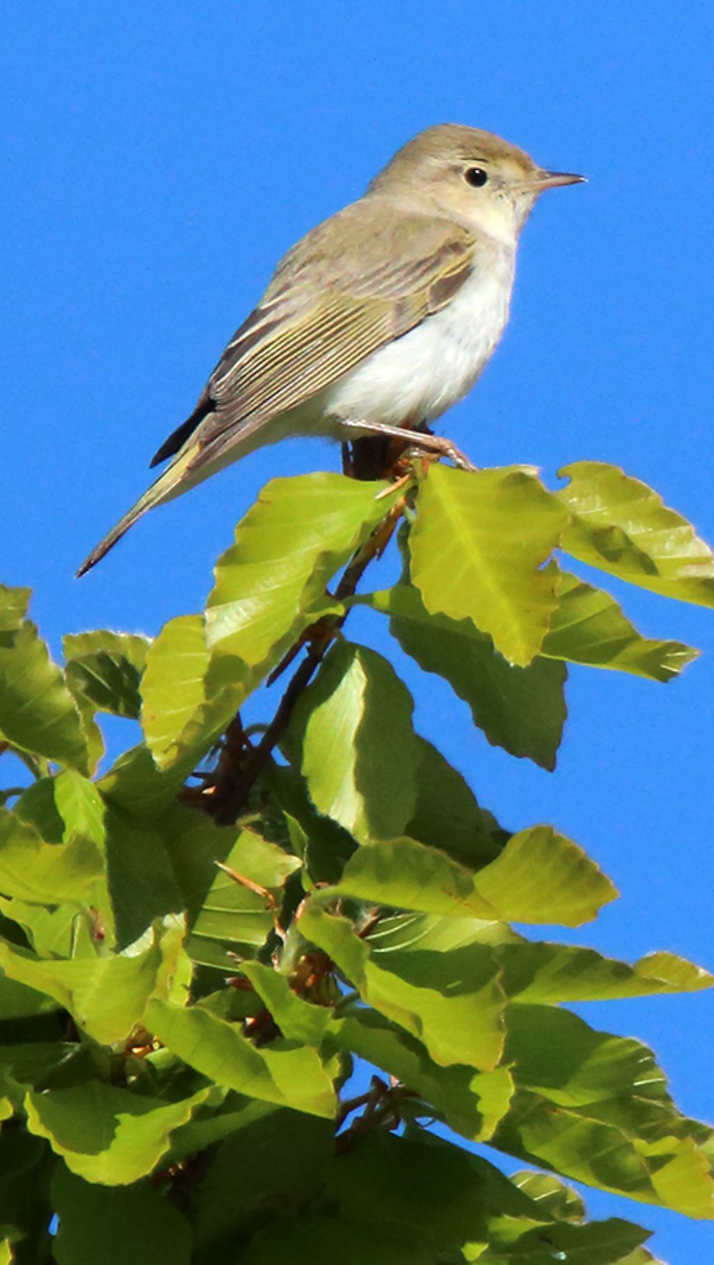 Lu bianco (Phylloscopus bonelli)