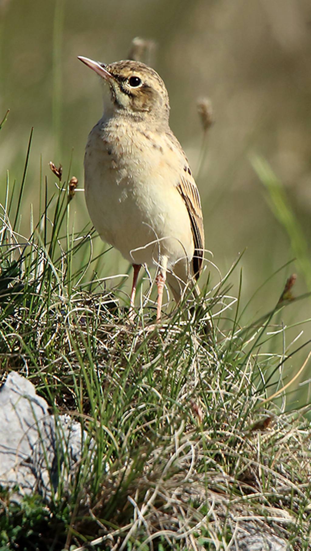 Calandro (Anthus campestris)