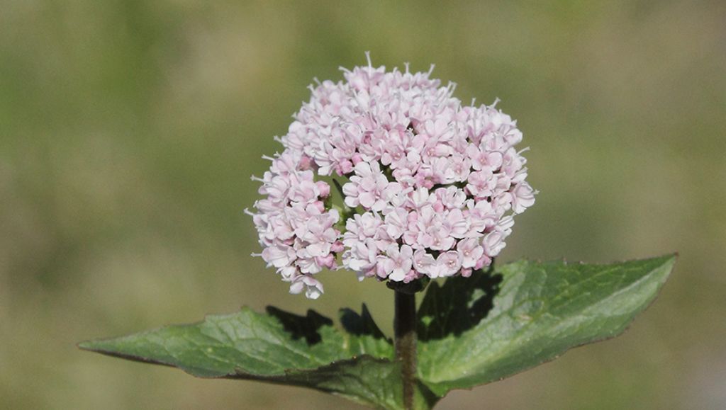 Valeriana montana / Valeriana montana