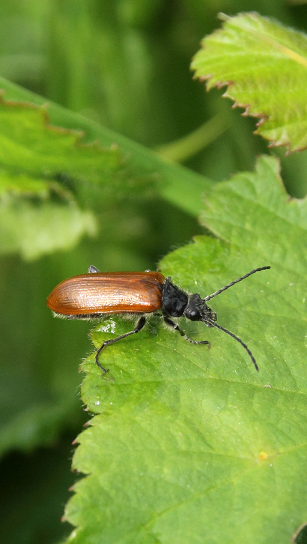 Tenebrionidae Alleculinae, Omophlus sp. (cfr.)