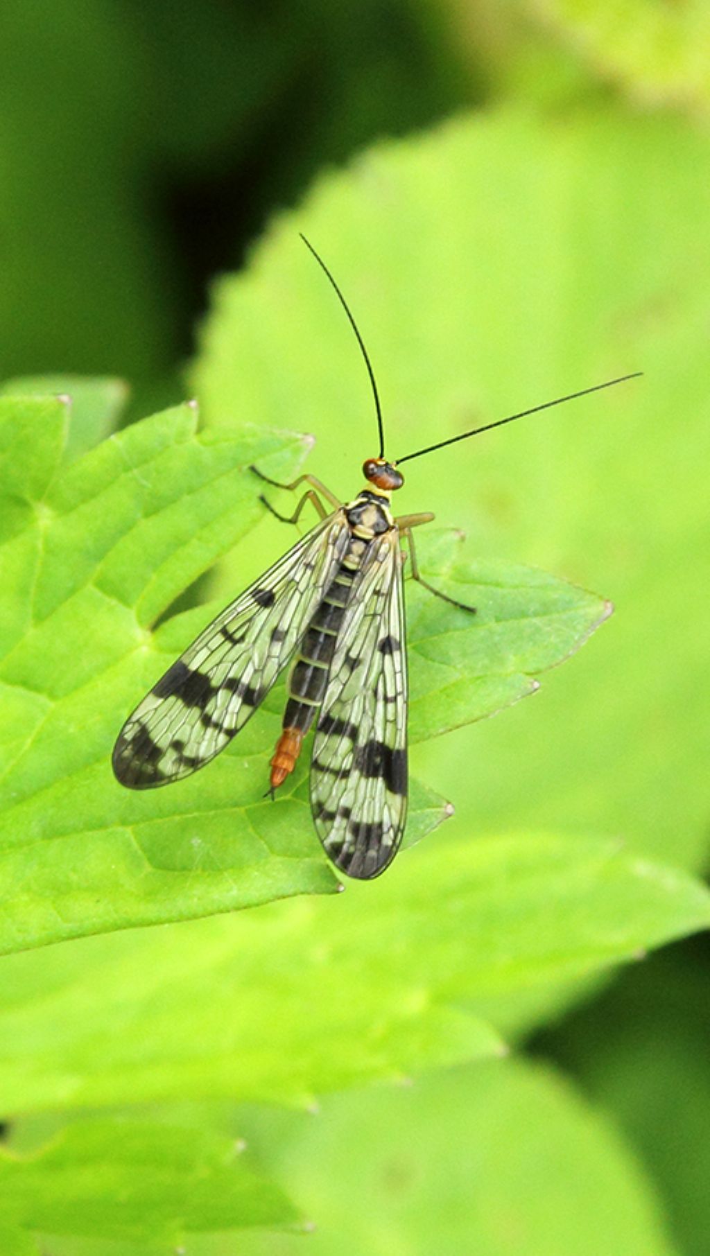 Panorpa gr. cognata, femmina