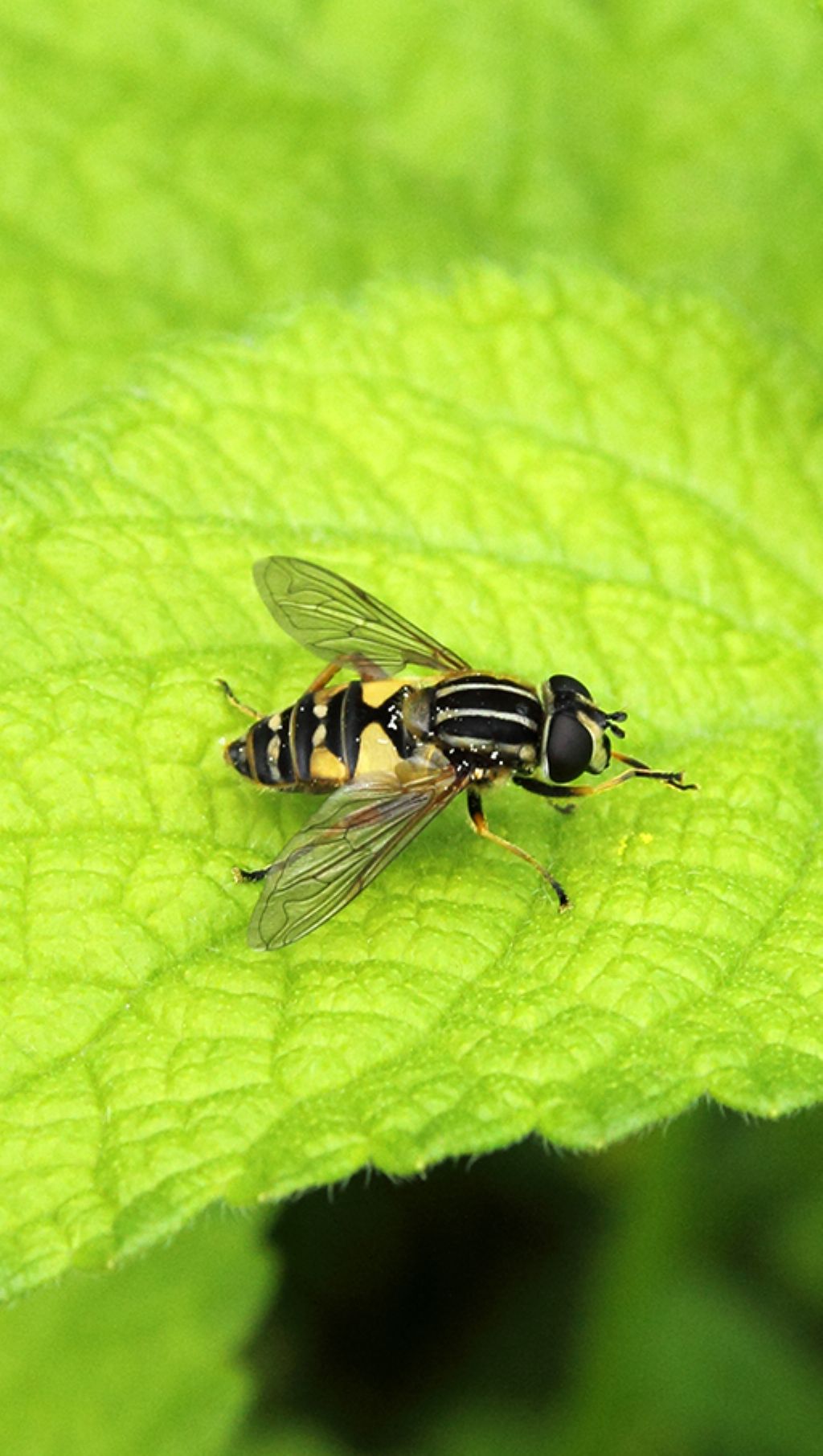 Syrphidae: Helophilus pendulus