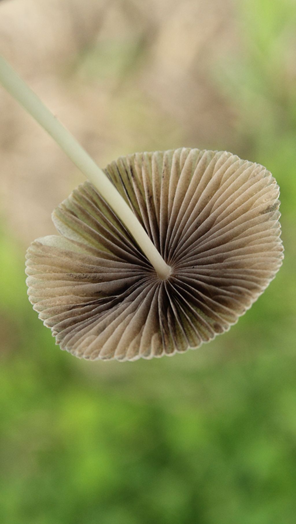 identificazione