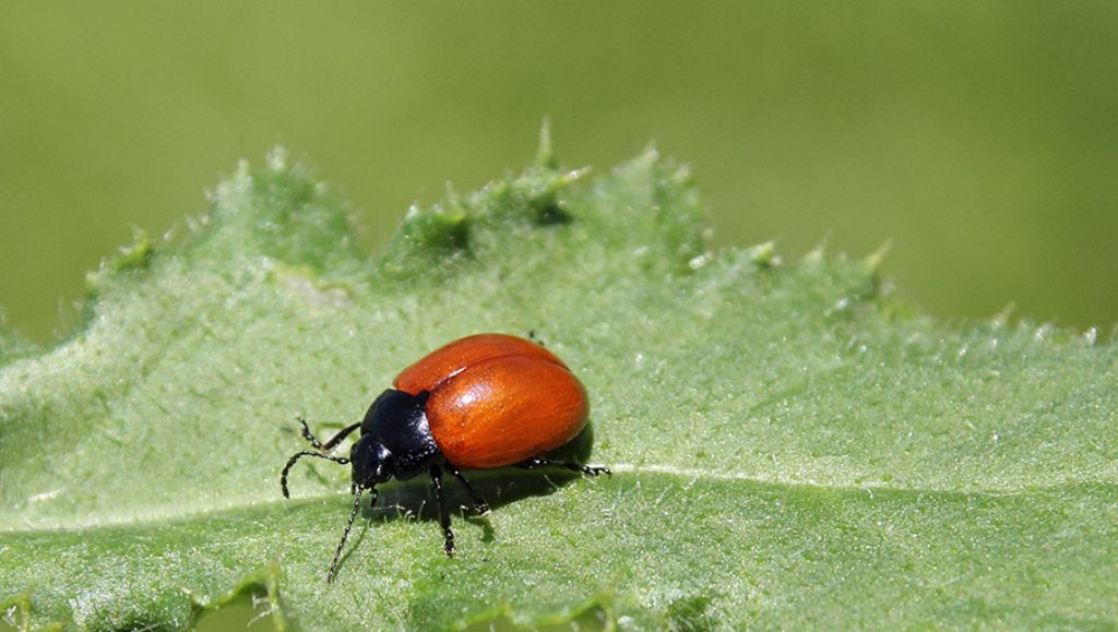 Chrysolina lutea (cfr.), Chrysomelidae