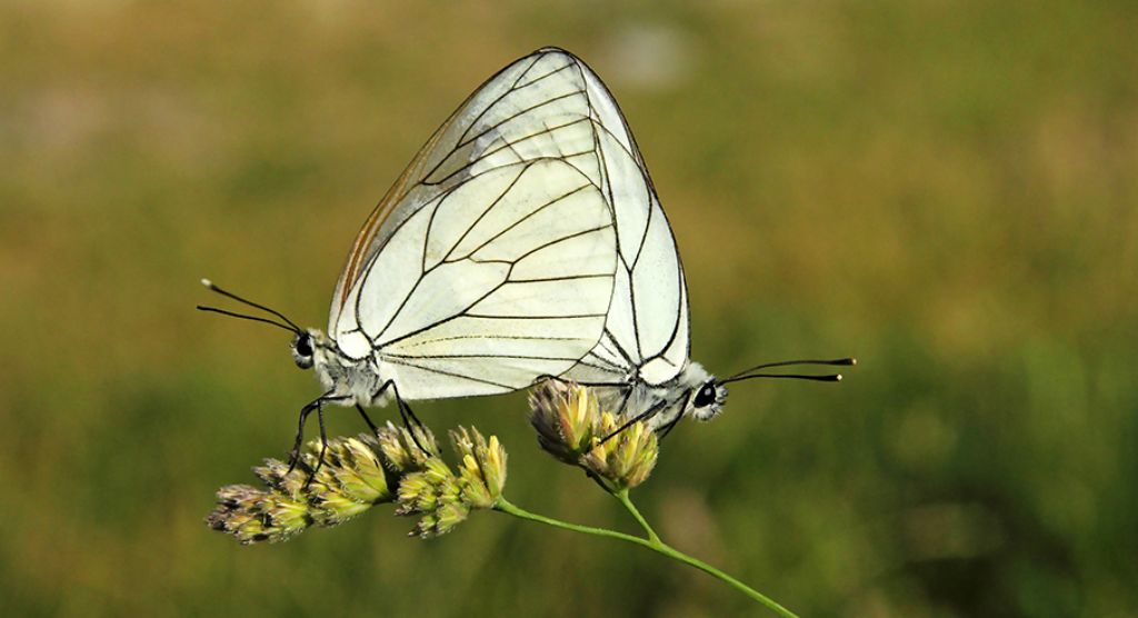 id farfalla - Aporia crataegi , Pieridae