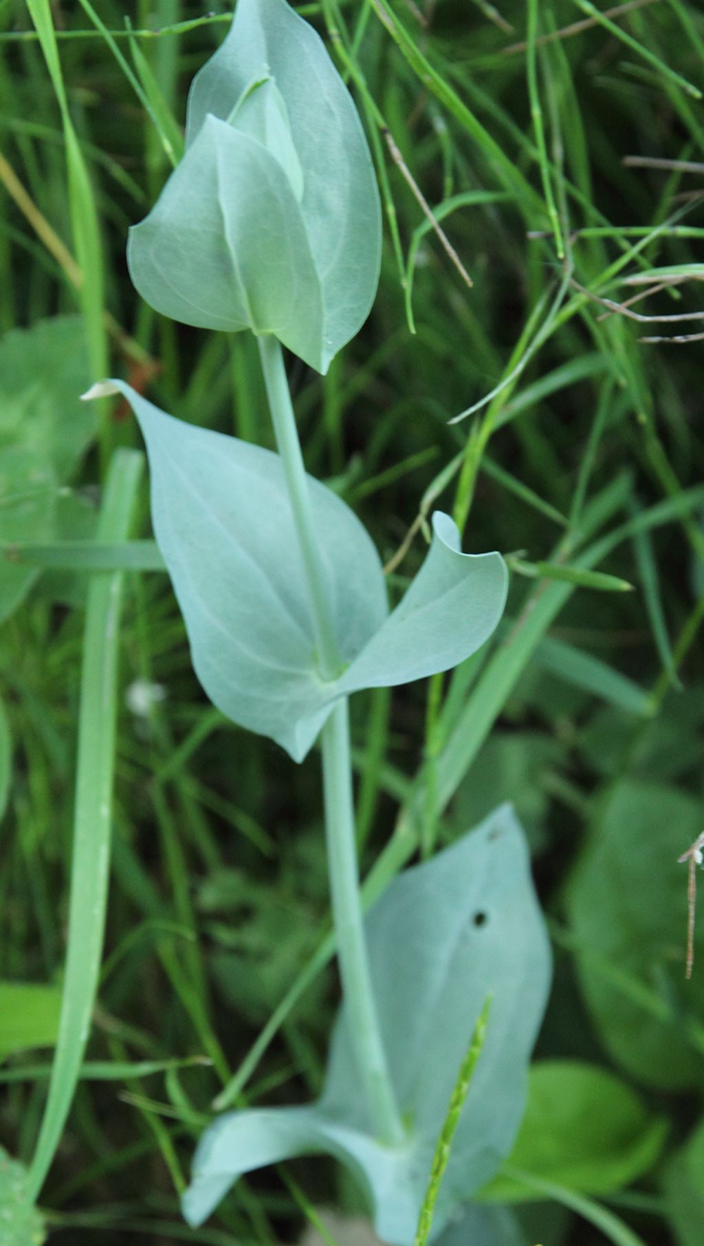 Blackstonia perfoliata (Gentianaceae)