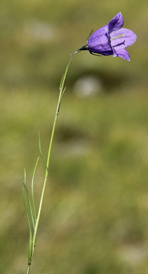 Campanula scheuchzeri