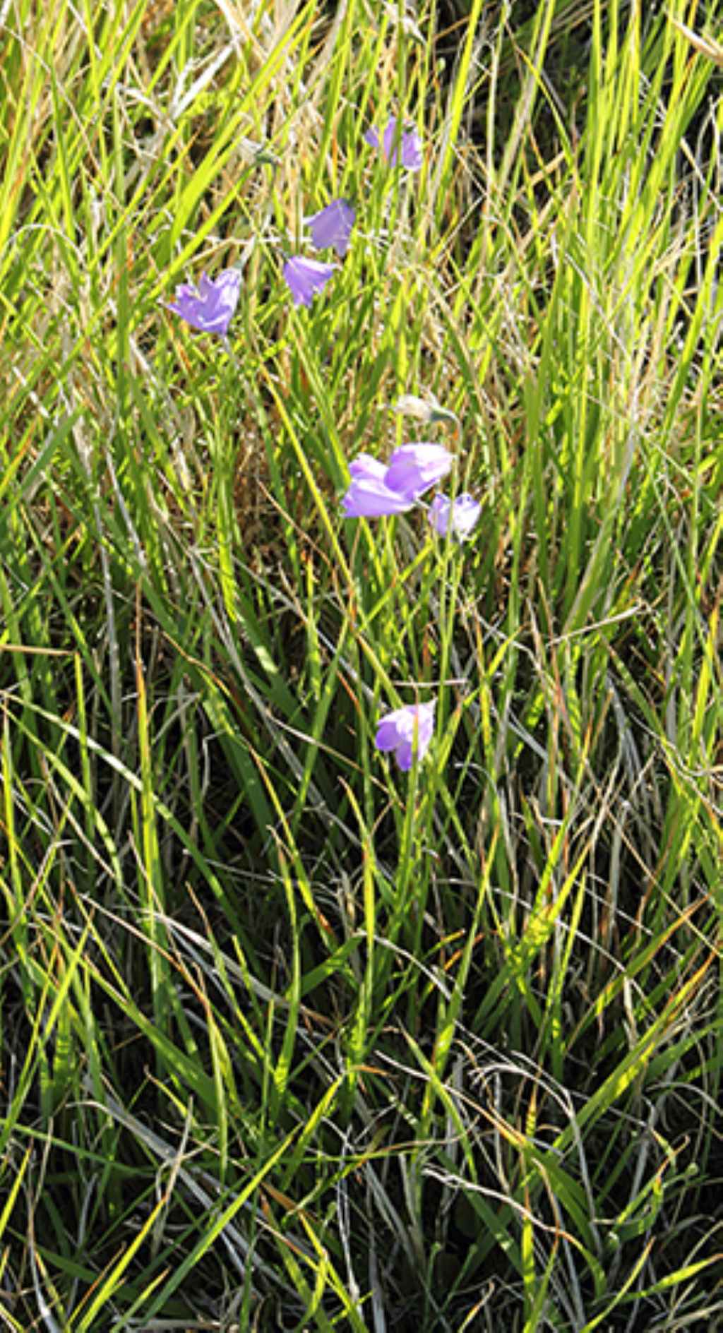 Campanula scheuchzeri