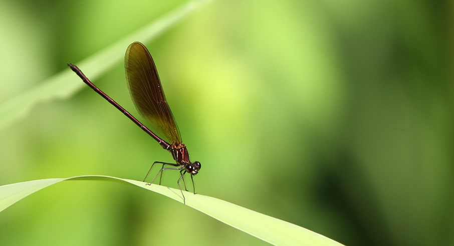 Calopteryx haemorrhoidalis