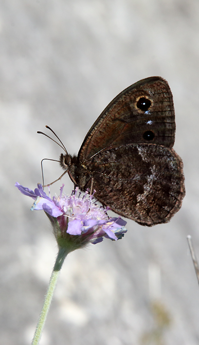 id farfalla - Satyrus ferula, Nymphalidae Satyrinae