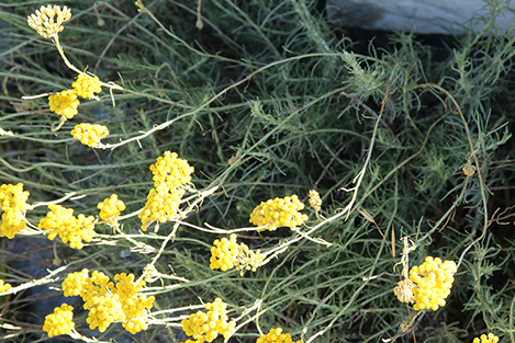 Helichrysum italicum