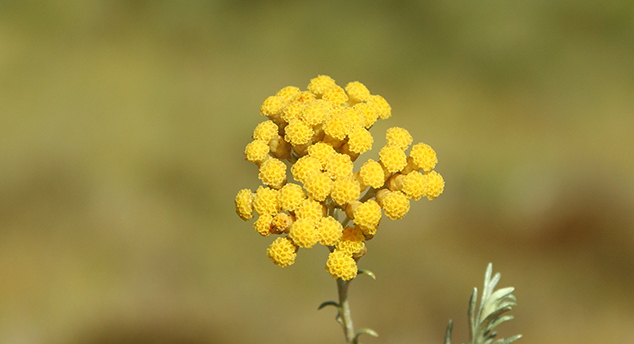 Helichrysum italicum