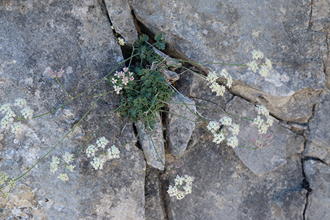 Pimpinella tragium / Tragoselino rupestre