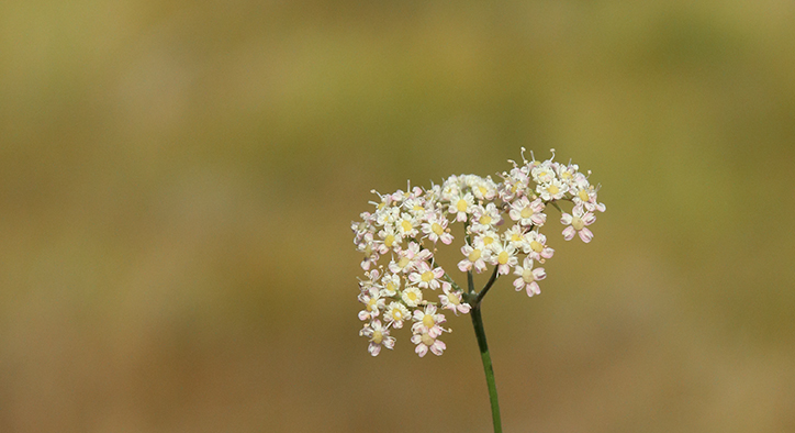 Pimpinella tragium / Tragoselino rupestre