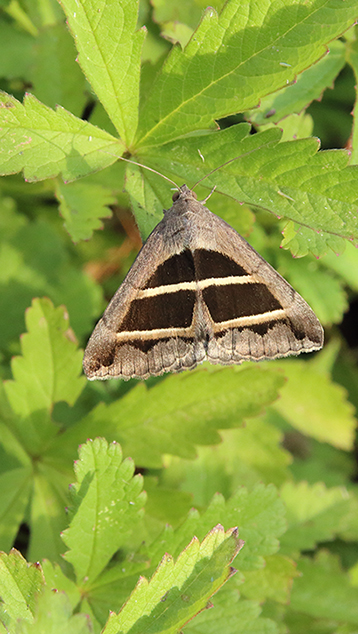 id falena