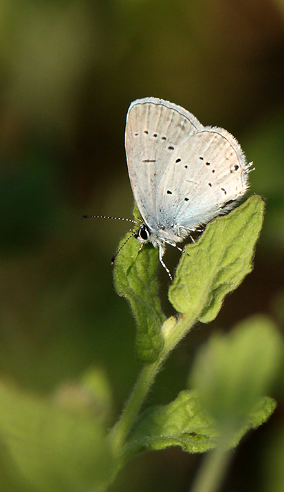 id farfalla - Cupido (Everes) alcetas, Lycaenidae