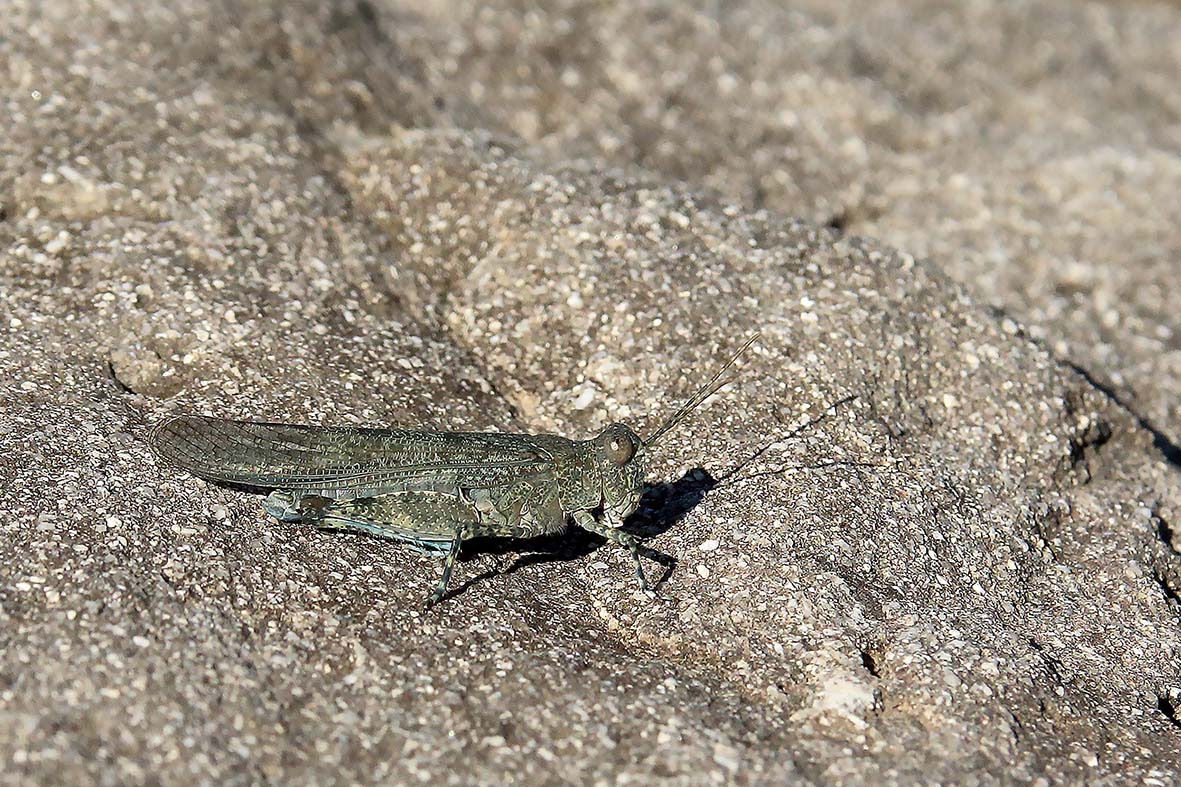 Sphingonotus caerulans, maschio (Acrididae)