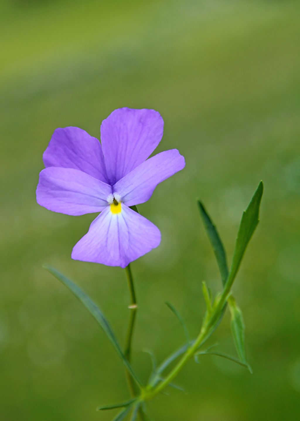 Quale Viola?....Viola sp.