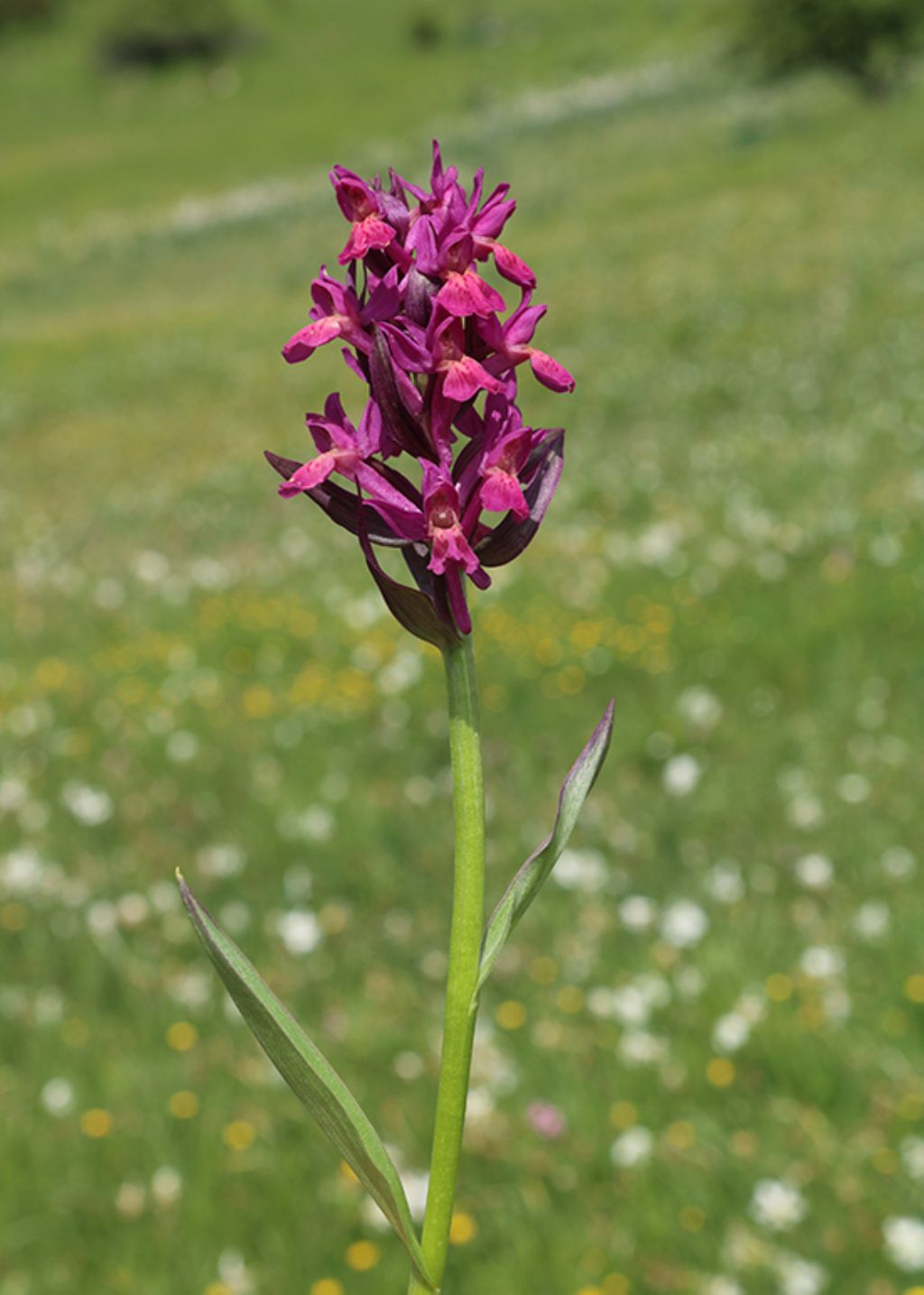 id orchidea