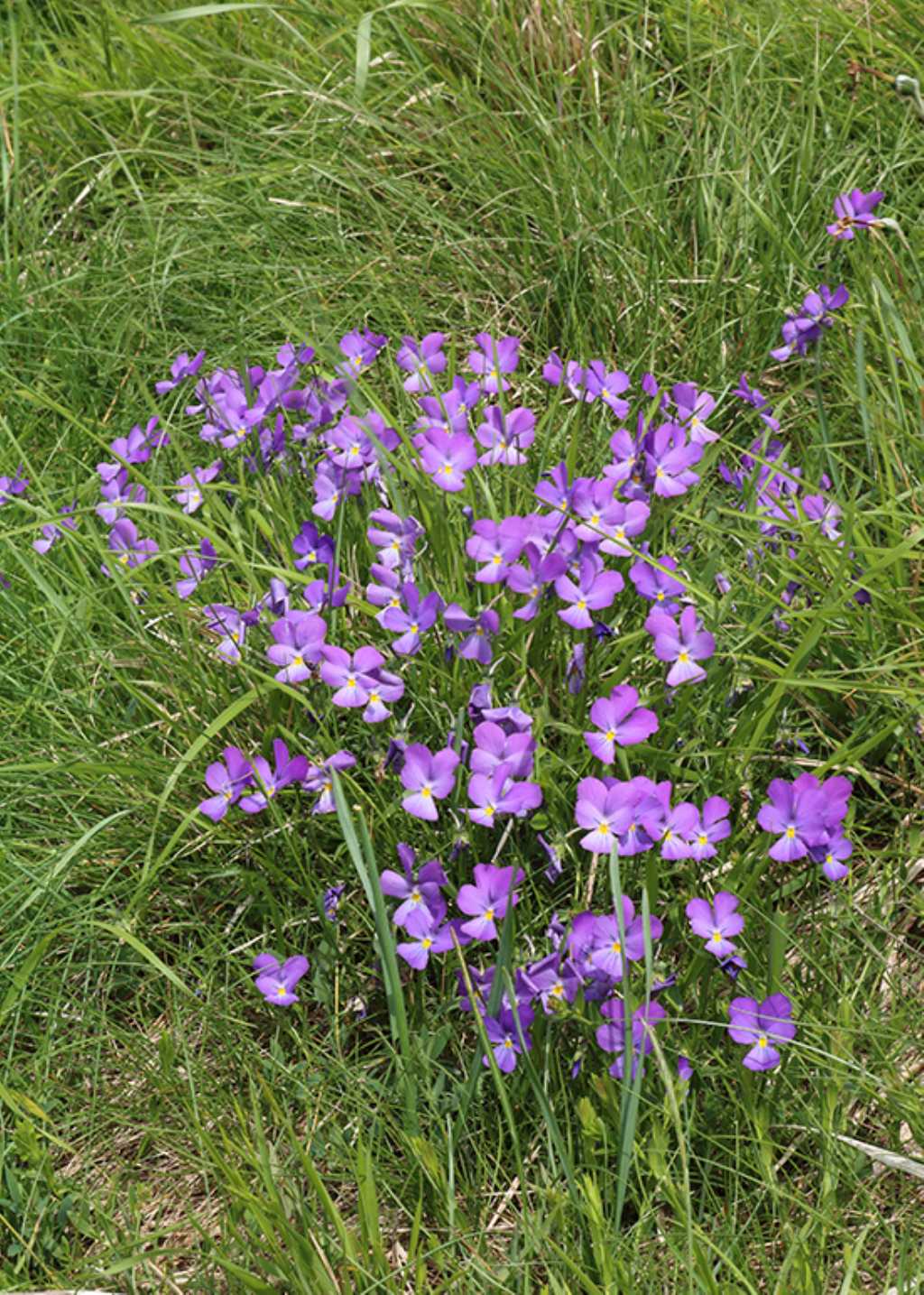 Quale Viola?....Viola sp.