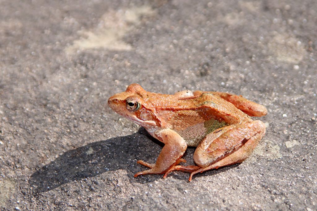 id rana - Rana temporaria