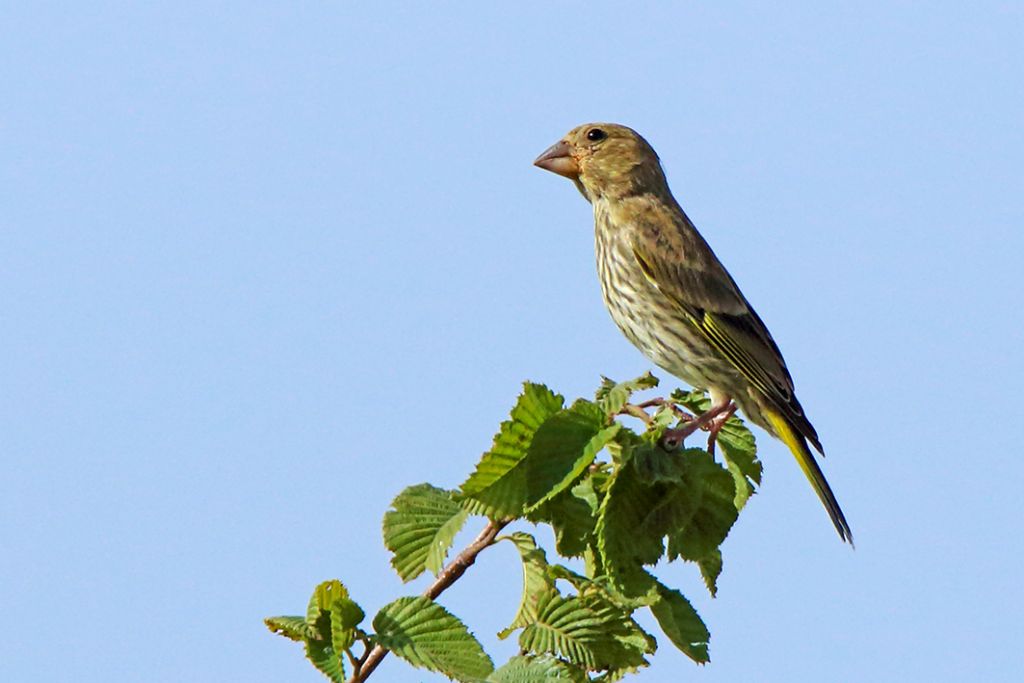 Strillozzo?  No, giovane Verdone (Chloris chloris)