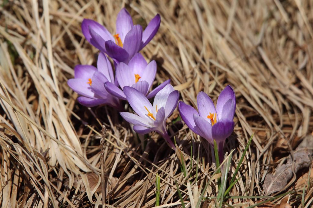 Crocus neglectus / Zafferano negletto