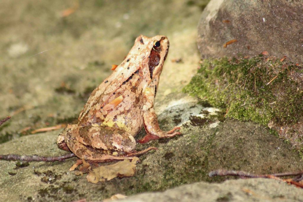 id rana - Rana dalmatina