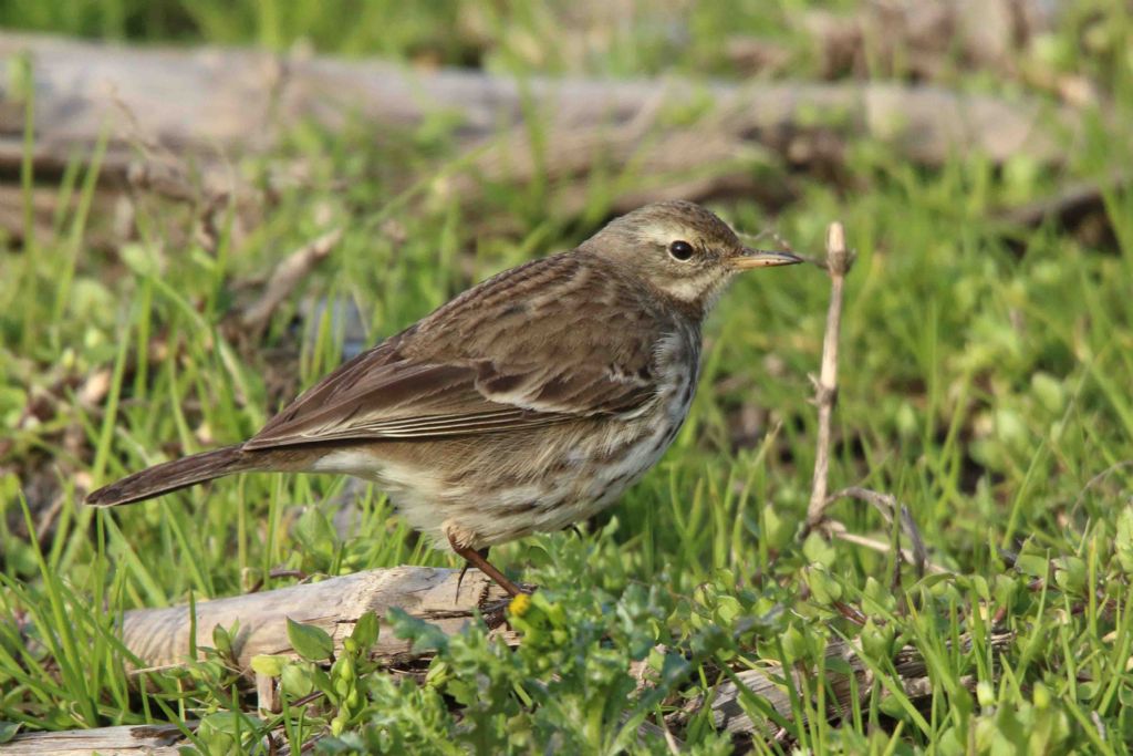 Spioncello (Anthus spinoletta) ?  S !