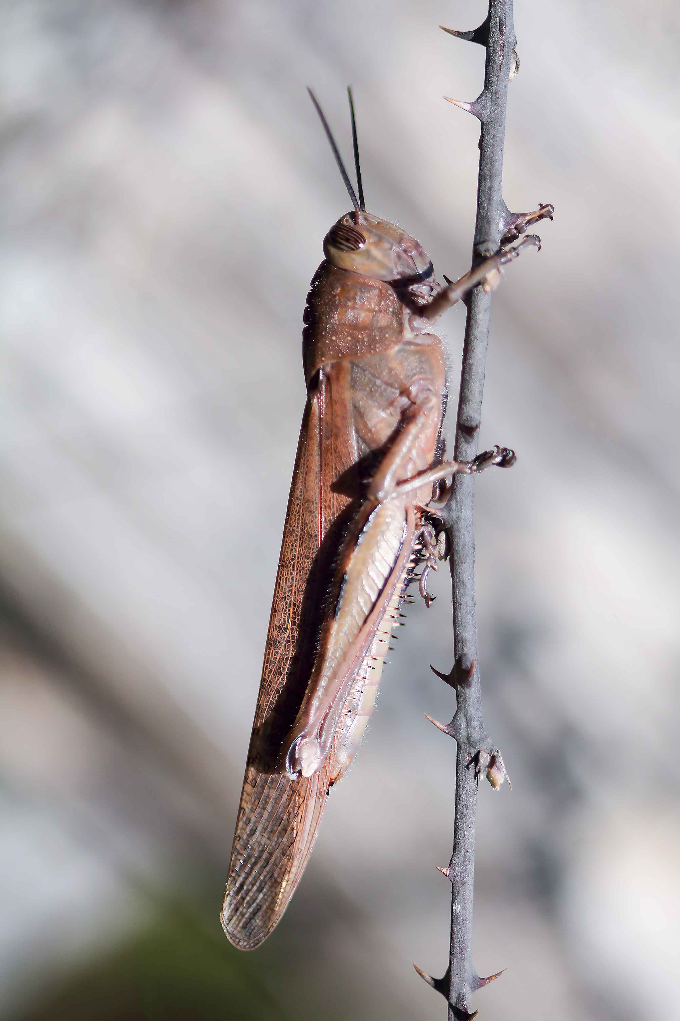 id cavalletta: Anacridium aegyptium