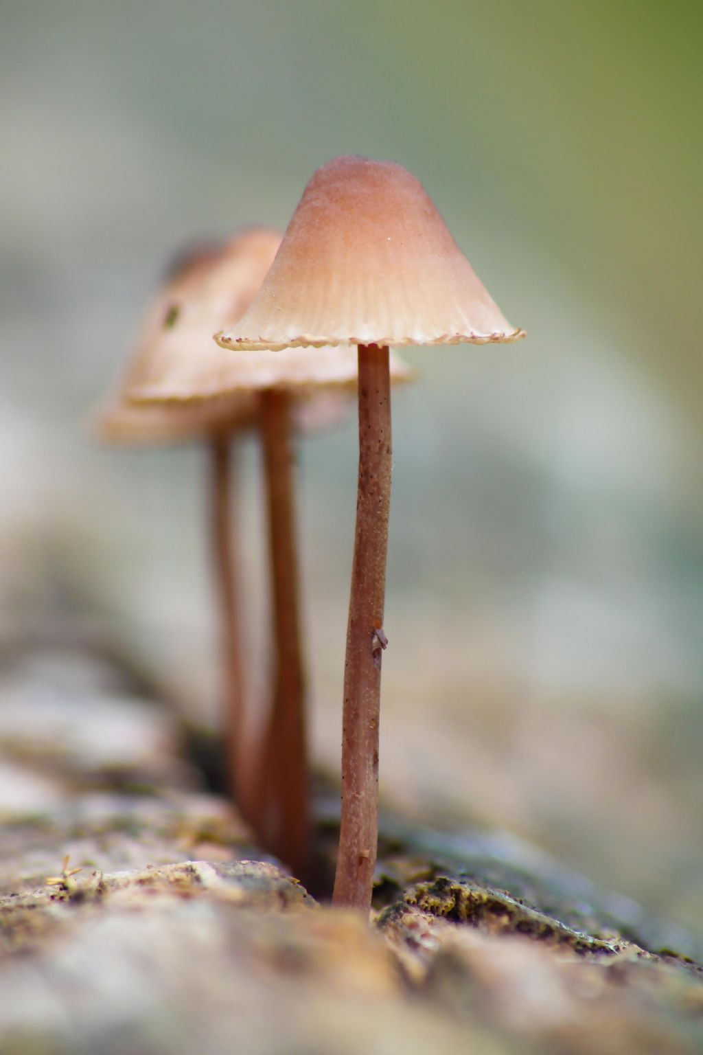 identificazione