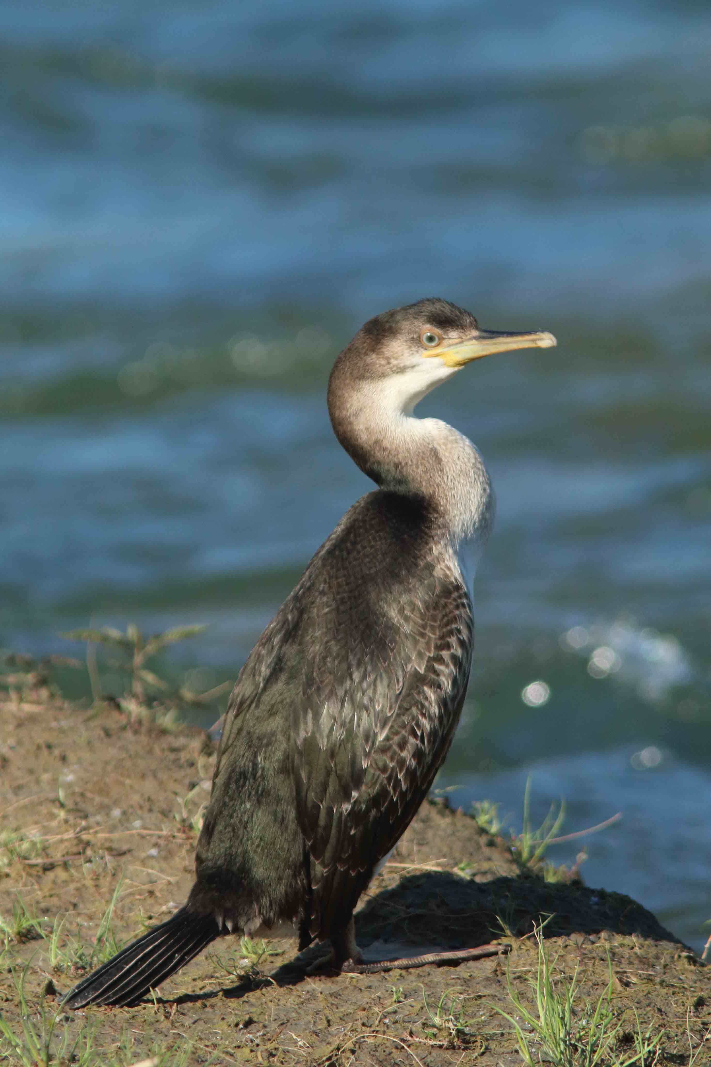 Marangone o cormorano?  Marangone dal ciuffo (Phalacrocorax aristotelis)