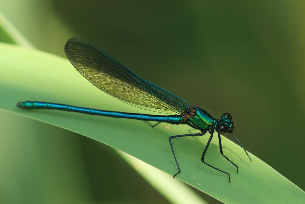 identificazione 1: Calopteryx xanthostoma